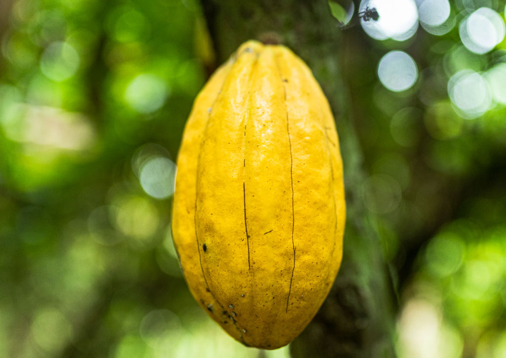 Cacao-ecuador