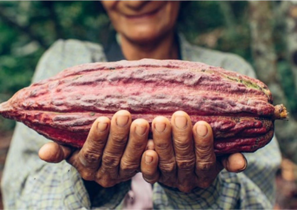 cacao-chuao-venezuela