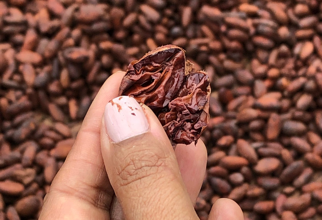 cacao-en-colombia