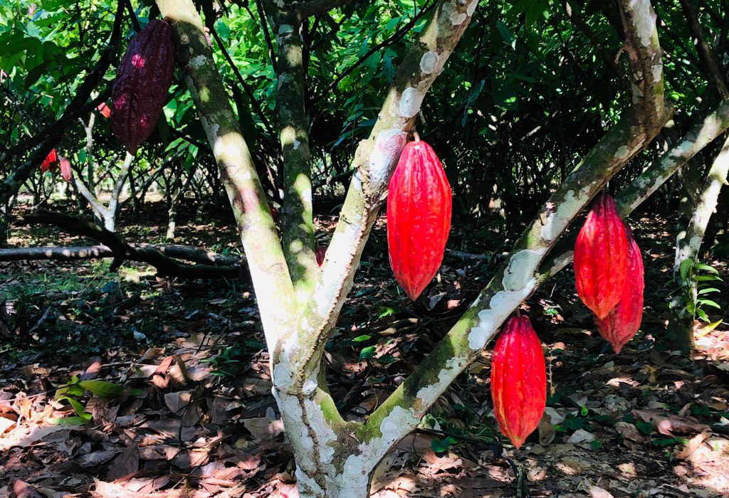 grano-cacao-colombia